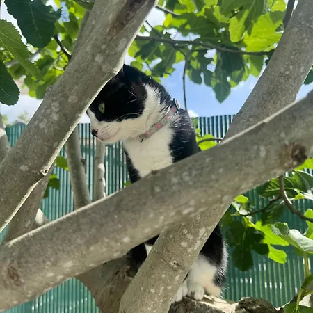 Homestay szállás Refugio Toque Da Luz